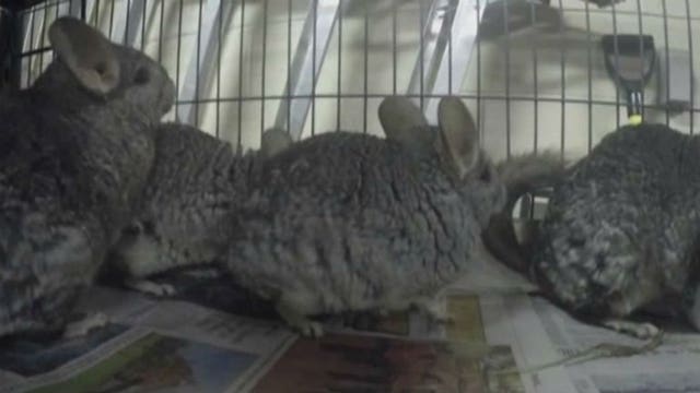 Chinchilla update: HAWS thanks community for support; owner still will not surrender animals