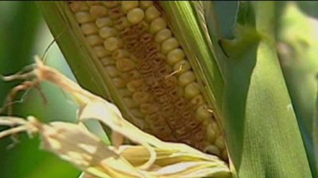Despite some recent rainfall, farmers say it's not enough