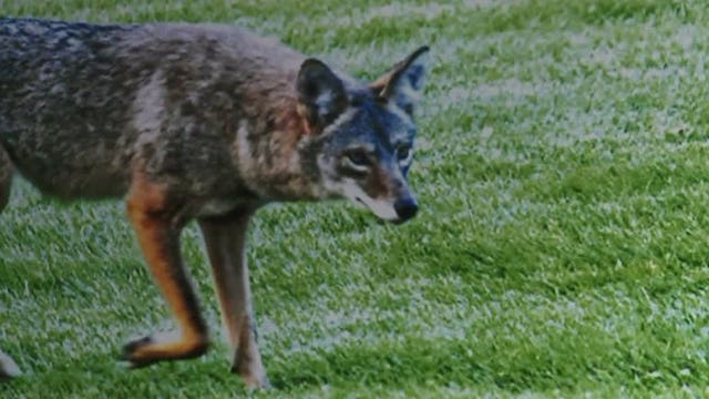 "Too close to home:" Residents worry about aggressive coyotes roaming their neighborhoods
