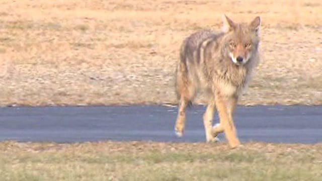 Coyotes grow increasingly aggressive: Wauwatosa police, DNR work together to solve issue