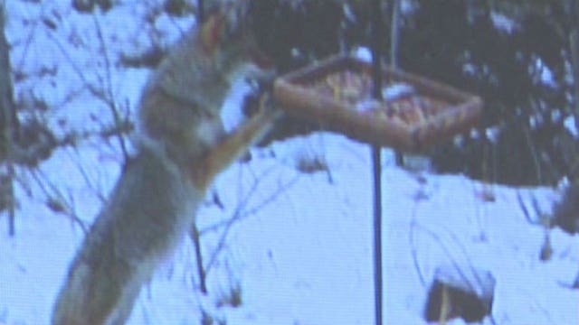 Number of attacks on pets has dropped, but number of coyote sightings up in Wauwatosa