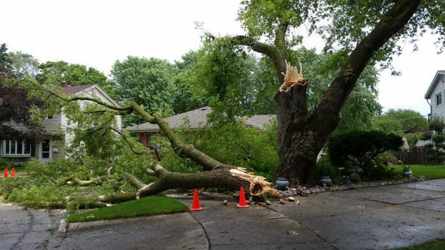 Storms down several trees in Cudahy: "The tree was down and the fence was gone!"