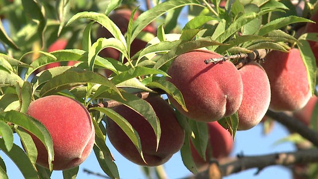 A peachy idea: Peach picking season is here at Apple Holler