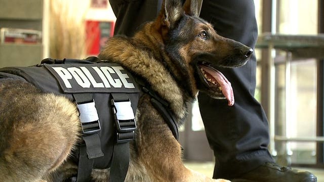 Police, sheriff K-9s surprised with special gift, courtesy of The Lavender Leash