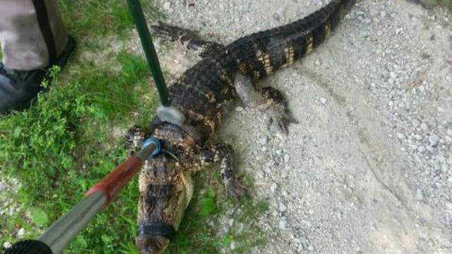 Sheboygan County Sheriff's officials recover a baby alligator, discovered in an alley