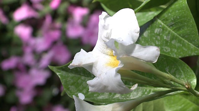 Minor's Garden Center 'a lot busier a lot sooner than we normally are' amid 'Safer at Home' order