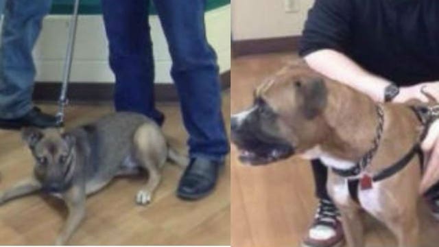 4 dogs impacted by Harvey find forever homes just 2 days after arriving at HAWS