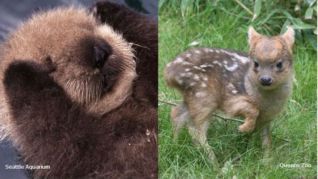 #CuteAnimalTweetOff: Zoos, aquariums try to "one-up" each other, sharing photos of adorable animals