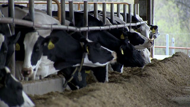 Dairy dispute: Wisconsin farmers thankful, still nervous after President Trump takes their side