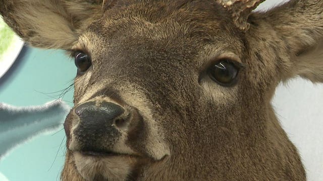 Walker's "deer czar" issues report attacking DNR management