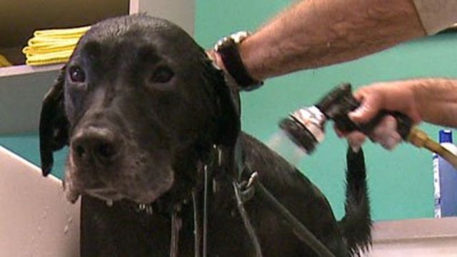 Dog owners prep their pooches for Thanksgiving