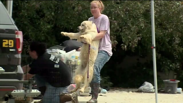 36 dogs seized, dozens more found dead in freezer in Town of Wilson; 3 now charged
