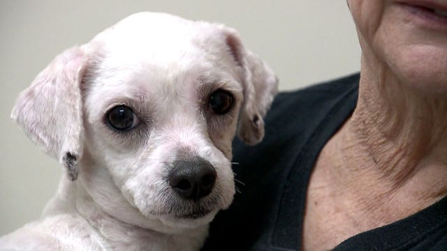 Change of fate: Dogs set to be slaughtered and used for potions rescued just in time