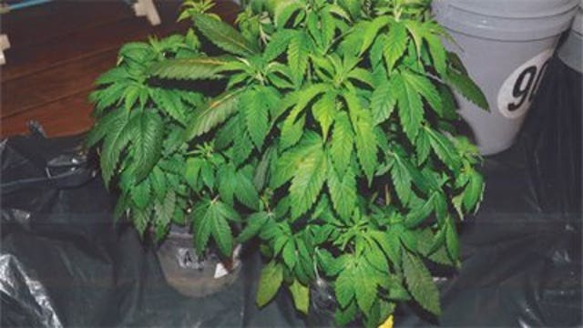 Exposed: Kenosha authorities uncover massive marijuana grow operation