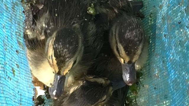 Brown Deer police officers, DPW crews work to rescue group of ducklings from storm sewer