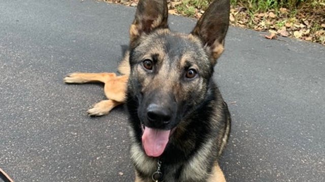 'I love the dogs:' Generous $30K donation helps MPD add K-9 Gilly to the force 🐕🐾👮