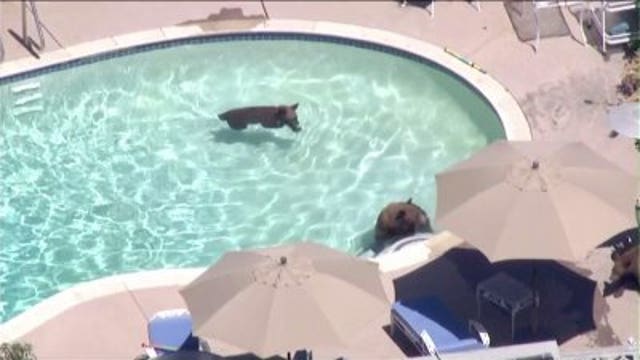 3 bears, an adult and 2 cubs, wander into backyard in California; cool off in pool