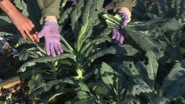 Lesson on greens in the garden