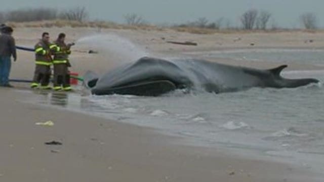 30-foot whale found on New York beach