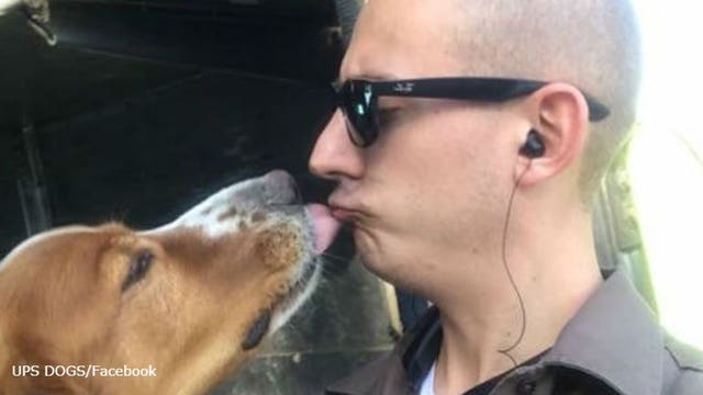 UPS DOGS: Drivers from across the country share photos of pups they meet on their route 🐶