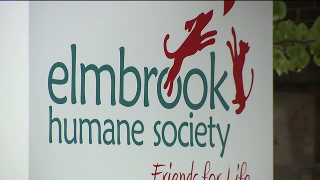 Humane society welcomes 44 kittens; donations needed