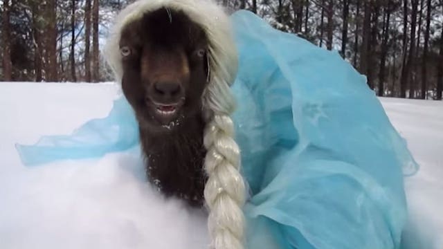 Let it...Goat?! Baby goat named "Peppa Lass" channels Elsa from Disney's "Frozen"