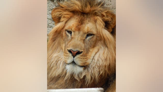 "His future is bright:" Enzi, African lion born at Racine Zoo moving to Michigan