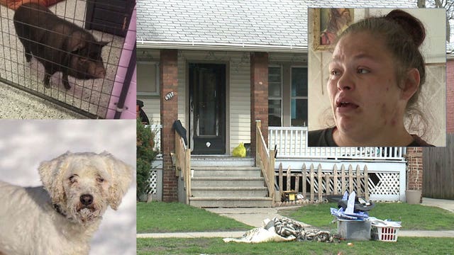 'Smelled a profound odor of urine:' Kenosha woman charged with child neglect, not caring for animals 