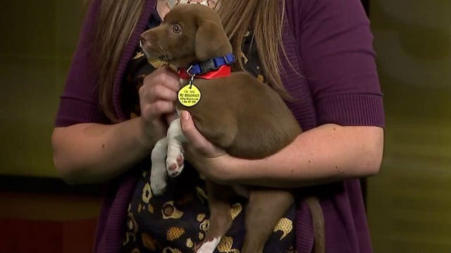 Pup's Picks: Packers face undefeated Carolina Panthers on the road; Who will "Candy" pick?!