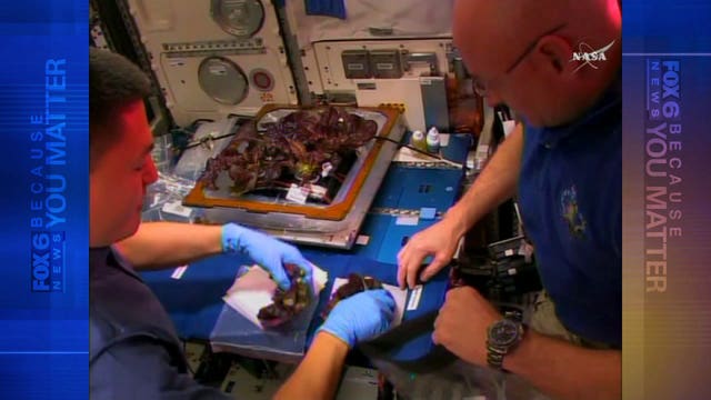 For the very first time, astronauts munch on red romaine lettuce grown in space!