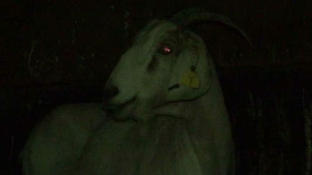 "Wouldn't have had this much fun in a tavern!" Neighbors in Racine Co. spend weekend wrangling loose goats!