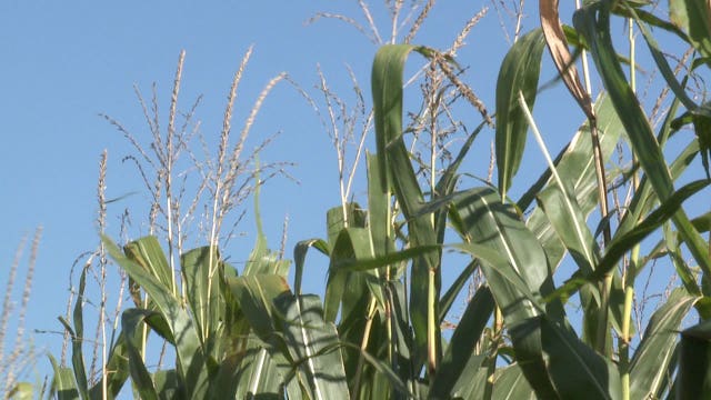 'Devastating:' Farms scramble for answers as coronavirus threatens workers