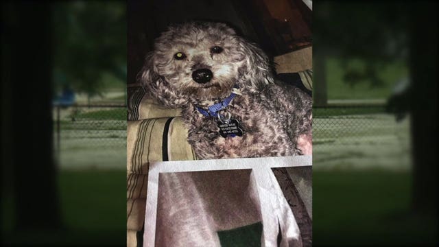"My daughter:" Woman says Glitter, her 7-year-old toy poodle snatched by 3 male suspects during walk