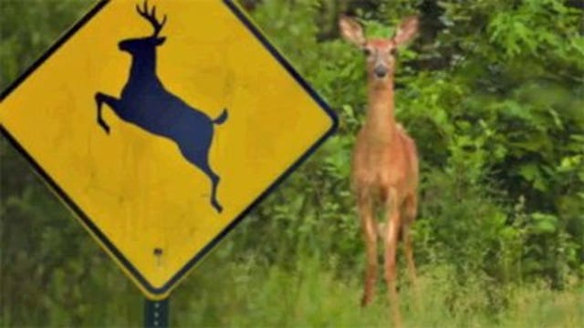Potential for deer crashes expected to be high this fall
