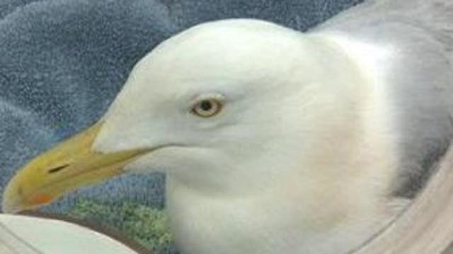 Update: Sea gull rescued from City Hall roof getting stronger