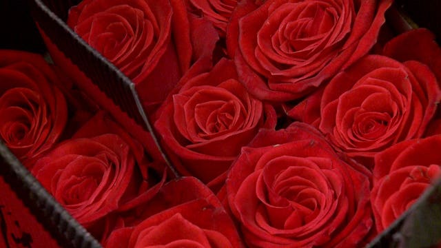 Wholesale florist prepares for Valentine's Day: "A little over 70,000 stems of roses"