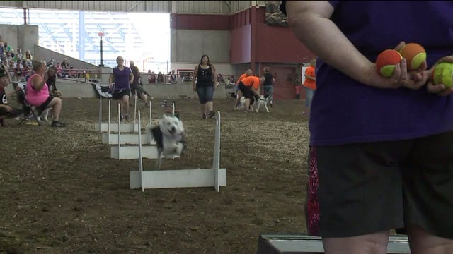 "He's not slow!" Dogs taking part in 'flyball' races a big hit at Wisconsin State Fair