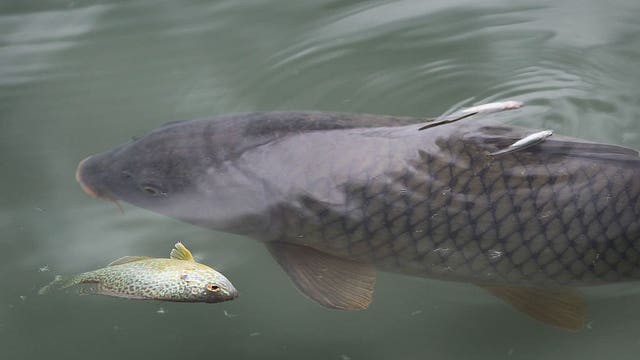 Members of Congress urge Pres. Trump to release Asian carp report
