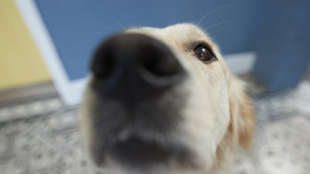 UPenn researchers hopeful dogs can sniff out coronavirus