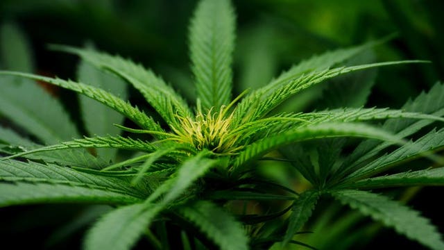 California marijuana sales surge amid COVID-19 business closures