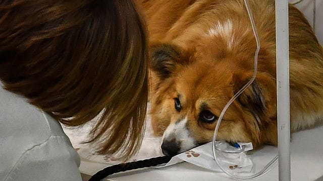Veterinarian shares coronavirus symptoms to look for in pets