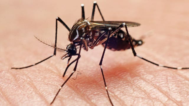 No, mosquitoes cannot spread COVID-19, expert says