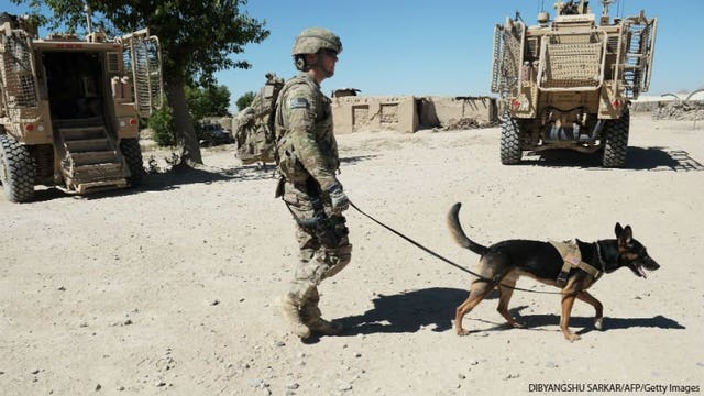 Report: Army mishandled bomb-sniffing dogs from Afghanistan