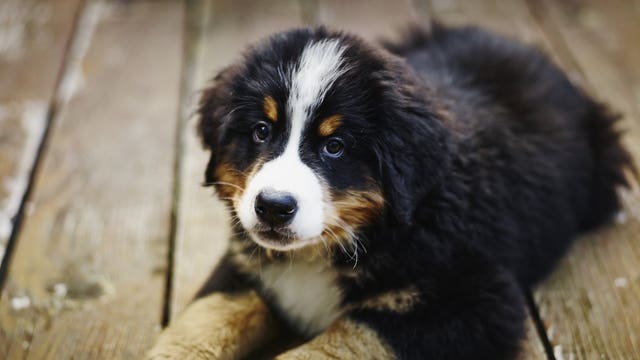 'Avoid wiring money:' BBB warns of puppy scams with COVID-19 twist