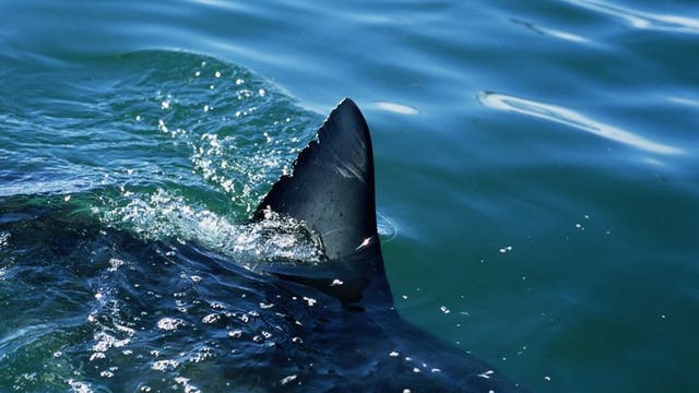 Report: Shark 'grabbed' 10-year-old boy from boat in Tasmania