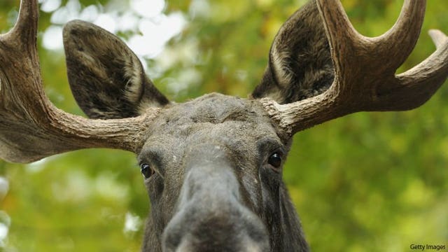 Feds deny moose protections in Wisconsin, 3 other Midwest states