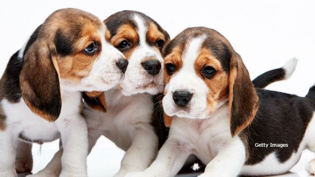 Scam alert: Caledonia police say 4 people lost more than $2,000 while trying to buy puppies found online