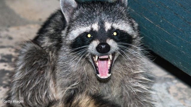 Not a tiger: Raccoon prompts alarming 911 calls in Manhattan