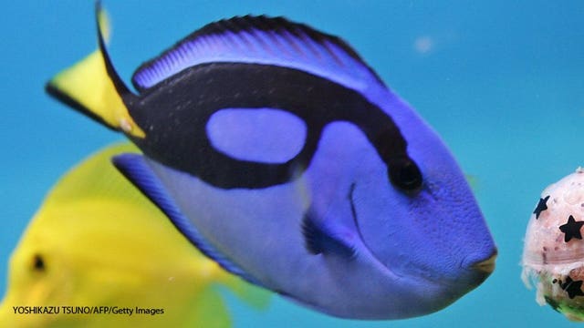 Love Disney's 'Dory' fish? Soon, you could get your own