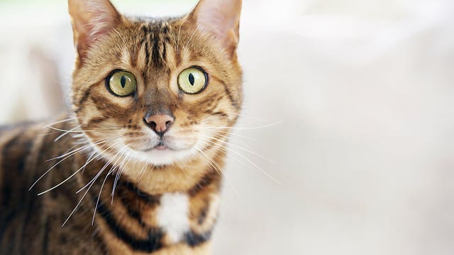 Meow Mix recalls some cat food over potential salmonella contamination